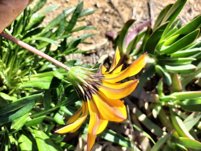 Quale specie di Gazania?